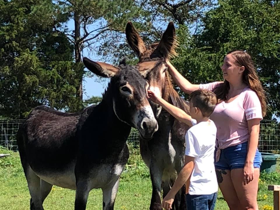 Mill Swamp Indian Horse Views Mammoth Donkeys Come to MSIH