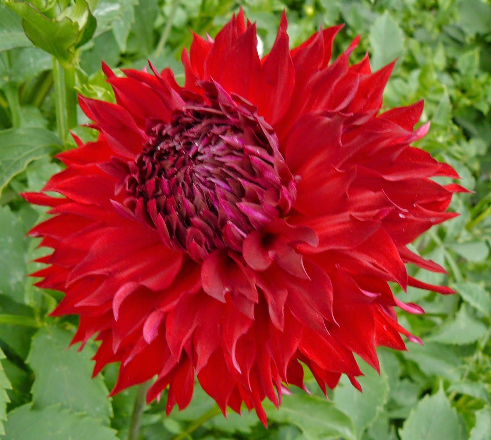 Clear Creek Dahlias 2014 Dahlia Photo Album