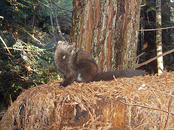 Camera Trap Codger: January 2012