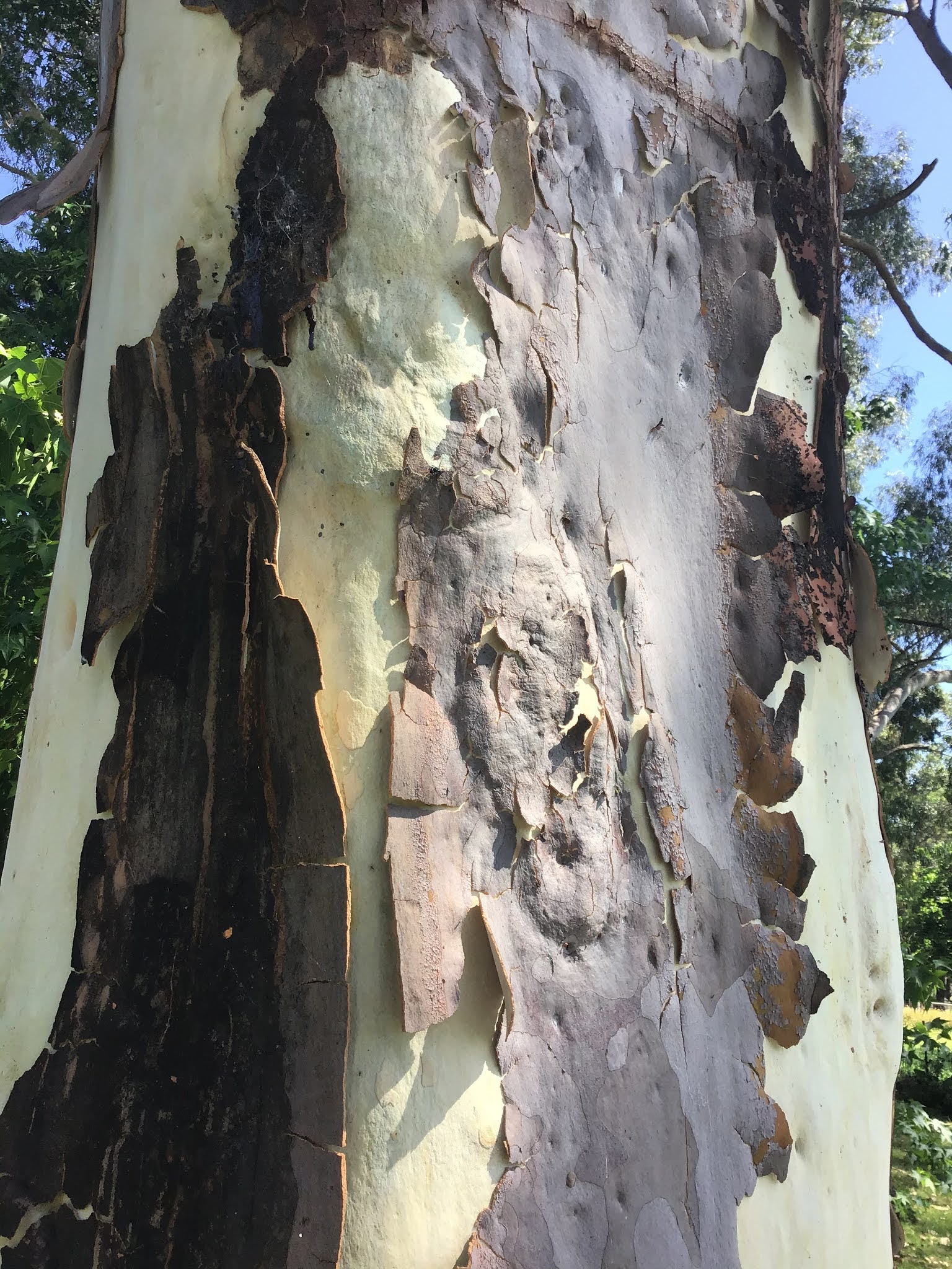 ON THE GRAPEVINE Eucalyptus (Gumtrees) Shedding Bark