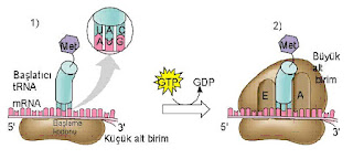 Ribozom-mRNA birleşmesi ve tRNA oluşumu