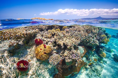 Vue sous marine des coraux à Mayotte.