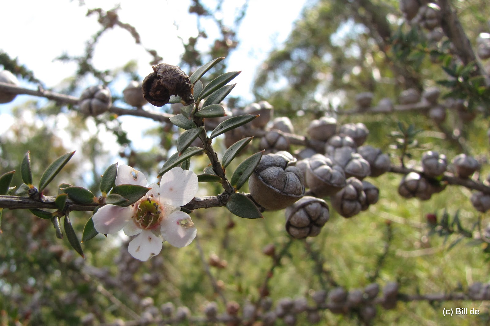 Sydney's Wildflowers and Native Plants: Leptospermum squarrosum - Pink ...