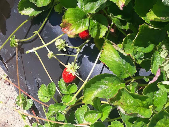 Strawberry farm at Wynland Boerdery