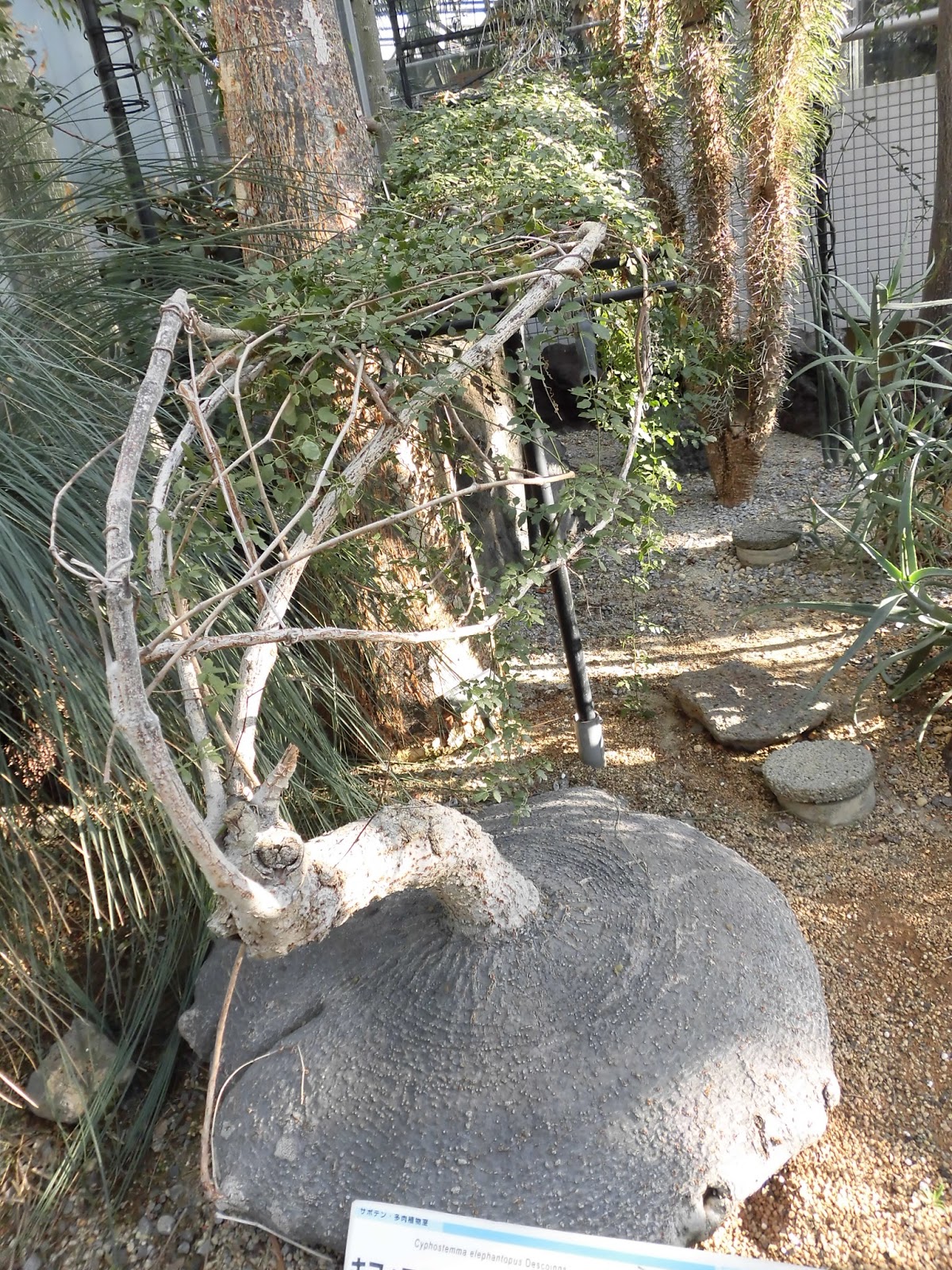 キフォステンマ・エレファントプス