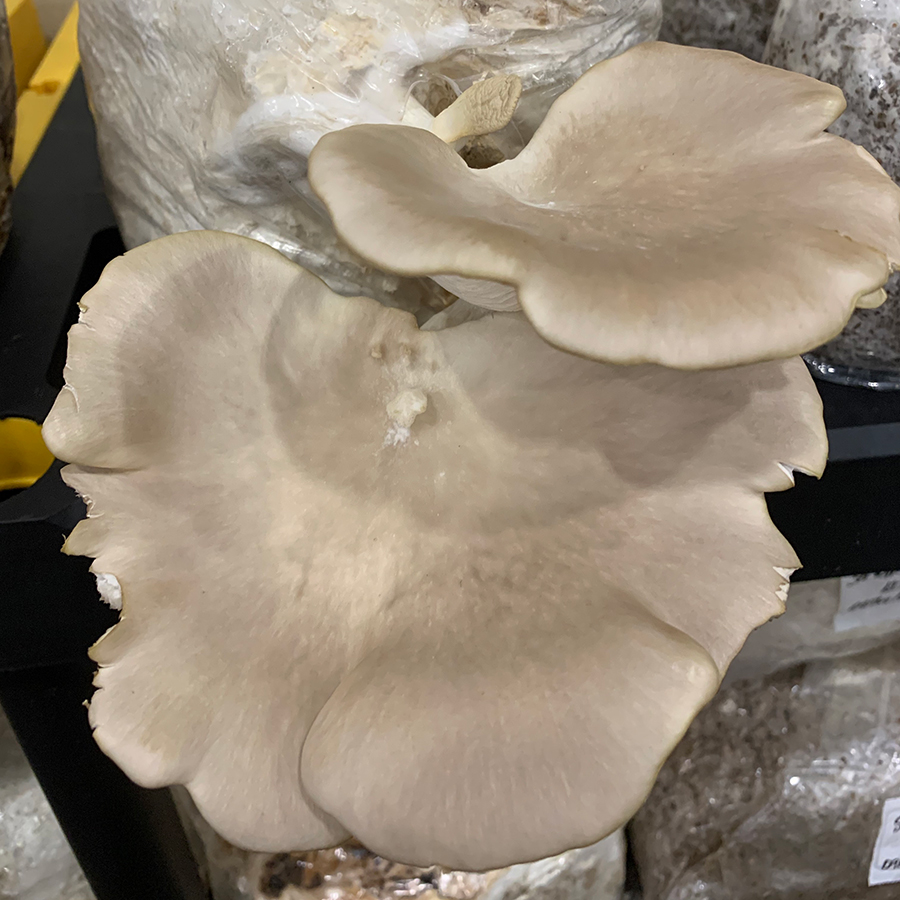 Oyster mushroom spawn wholesale Biobritte mushrooms Biobritte