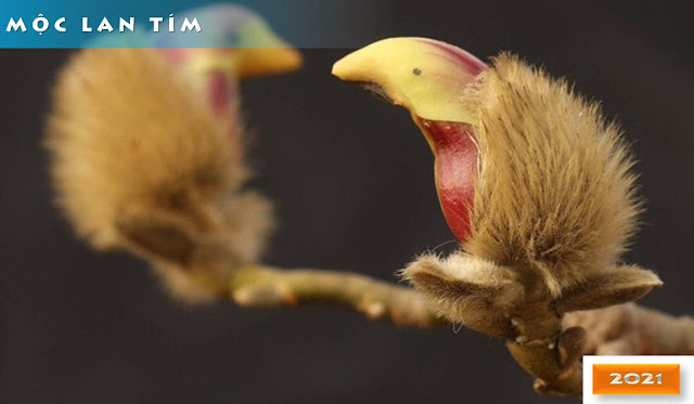 Những ảnh chụp độc đáo về hoa mộc lan tím