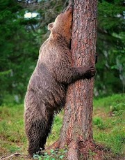 Big Bear Good Morning Picture - Animal Pictures