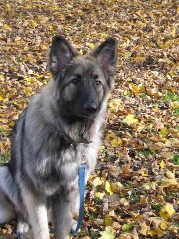 BelleGrace Shilohs CoopeJordan Litter