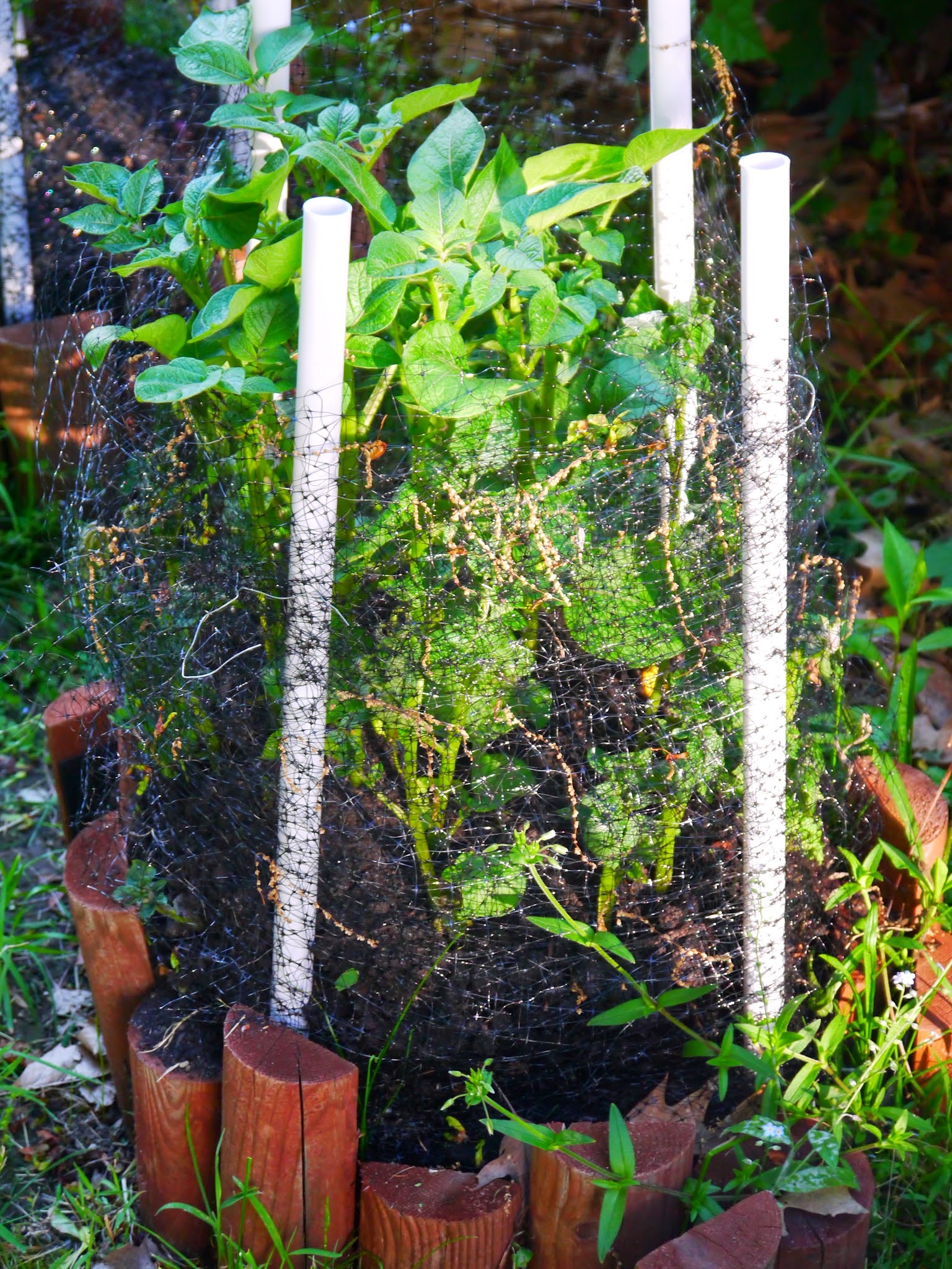 How to Make a Potato Tower The Western New Yorker