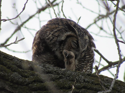 owls in northern california birding birdwatching