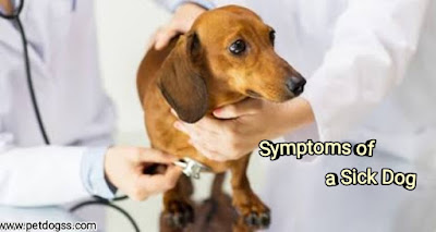 Symptoms of a Sick Dog