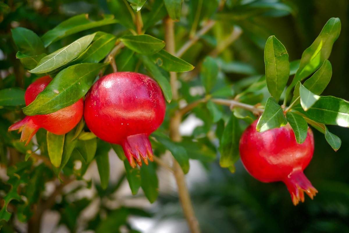 Anar ki kheti : अनार की खेती