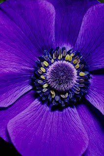Optical | Illusion | Optical Illusions: Purple Flower Pictures | Purple ...