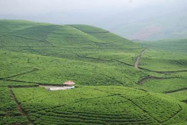 Tiket Masuk Kaligua Kebun Teh bumiayu Brebes: Rute Alamat ...