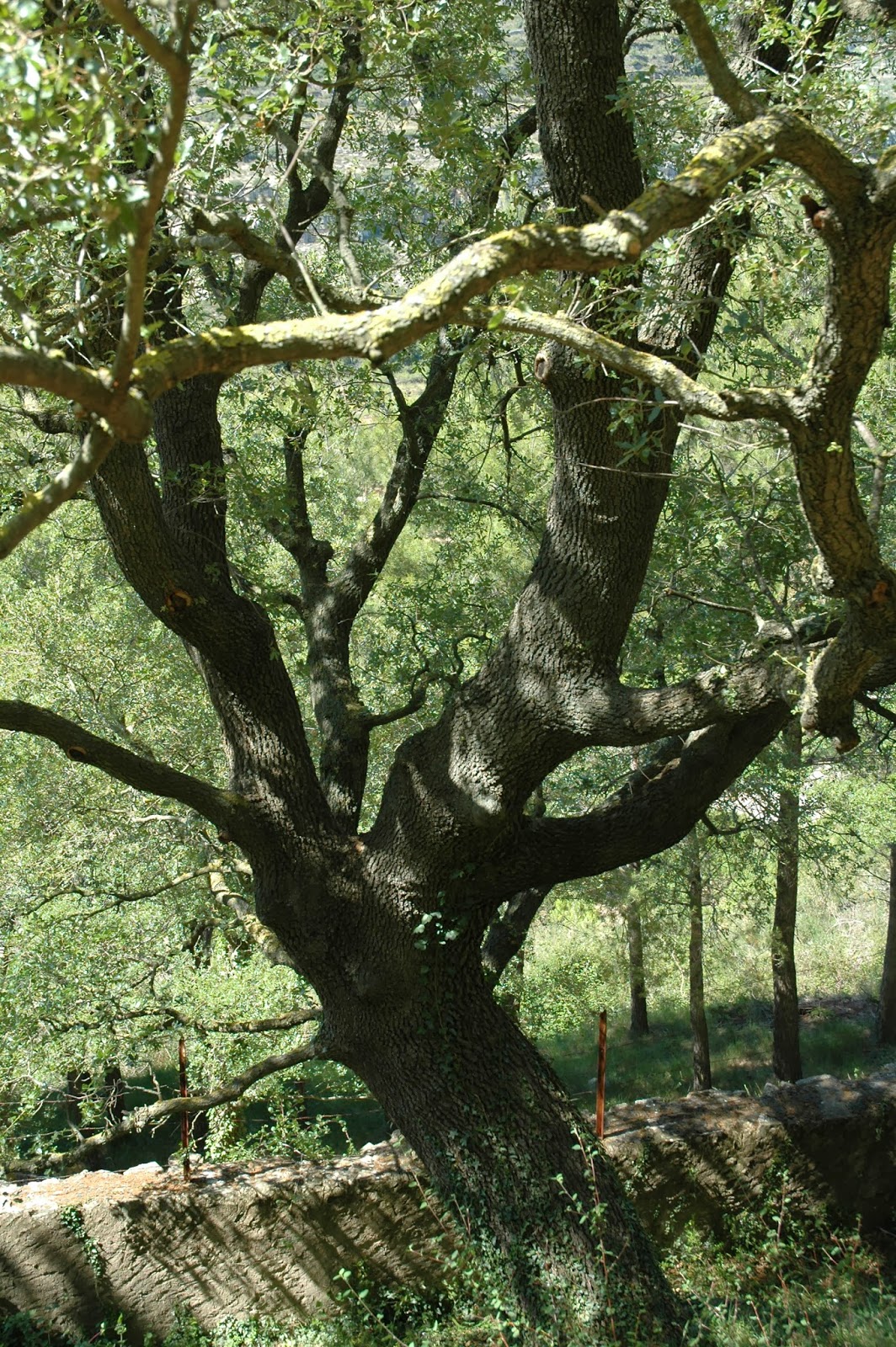 MUNTANYA i TURISME: : Llocs d'interès: El roure Valencià