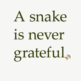 A snake is never grateful. African proverbs people love.