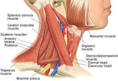 Anatomi Sternokleidomastoid (SCM), bahasan anatomi origo, insersi, aksi (pergerakan), saraf, dan arteri otot Sternokleidomastoid (SCM).