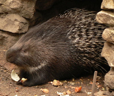 are porcupines nocturnal are porcupines nocturnal