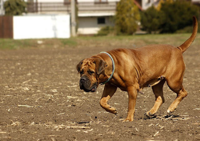 world's deadliest dog breeds