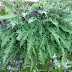 Polypodium interjectum or Western Polypody (Bifid examples) Nature
Diary - 16th February 2022 - Burton In Kendal
