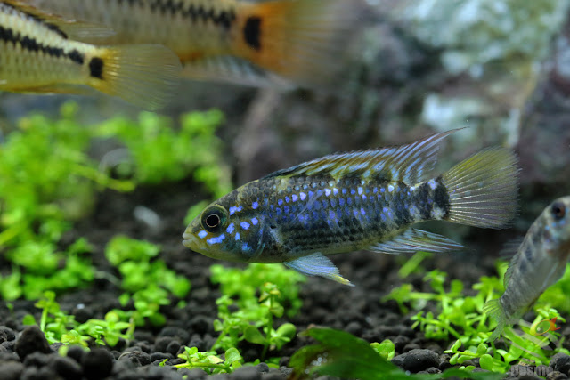 Apistogramma cf. ortegai(pebas) F1