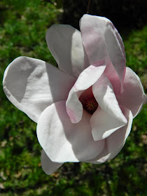 Magnolia x soulangeana Saucer magnolia by garden muses-not another Toronto gardening blog