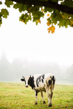 cow images