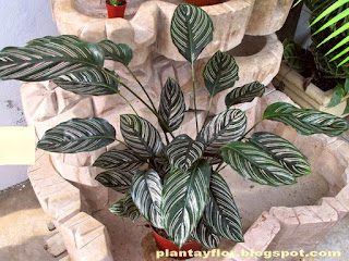 Calathea ornata