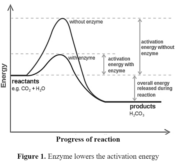 Mechanism of Enzyme Catalysis