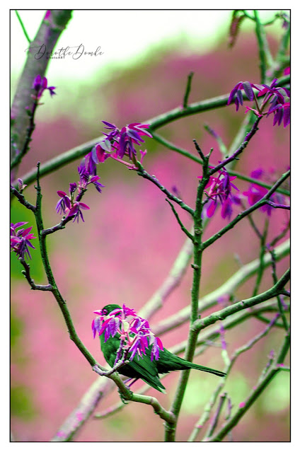 photoart, Fotoart, Fotokunst, pink, Sauerland, art, Dorothe Domke