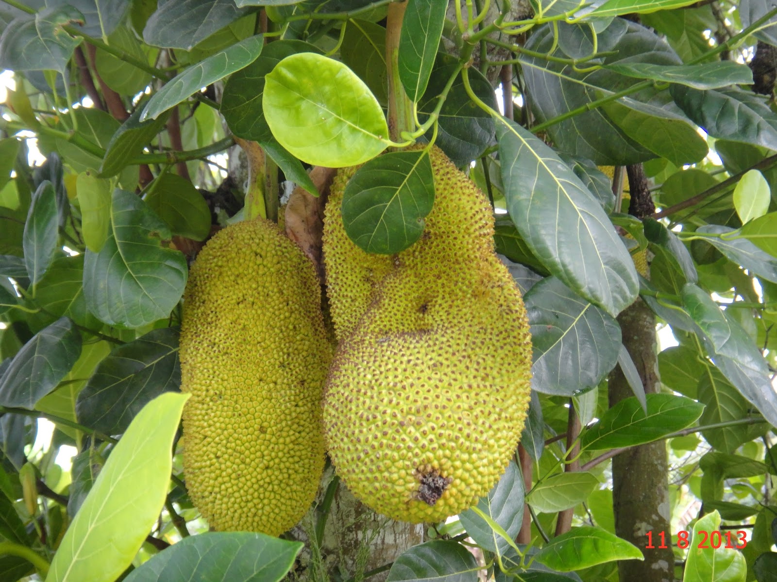 джекфрут шри-ланка. джекфрут дерево. хлебное дерево. джекфрут (индийское хлебное дерево). хлебное дерево 6.