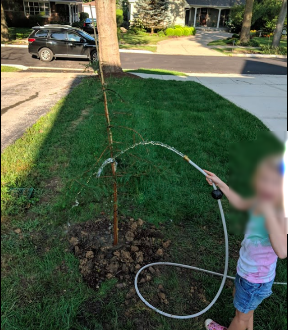Planting a Bald Cypress - Front Yard Tree