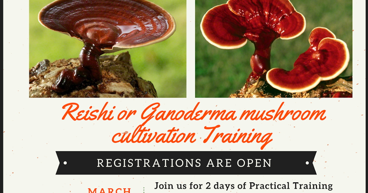Reishi Mushroom Training Ganoderma Mushroom Training Mushroom