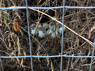green eggs laid in secret nest