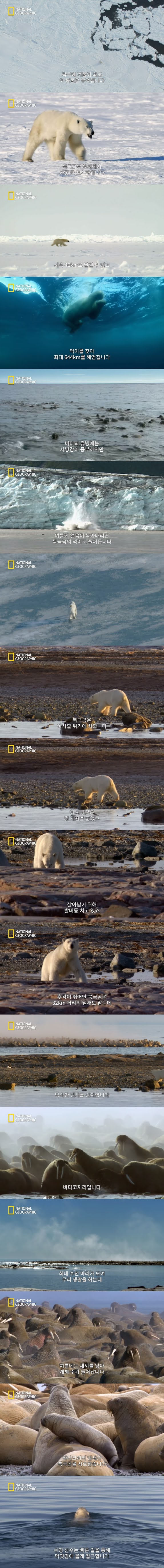 북극곰의 바다코끼리 사냥 - 짤티비