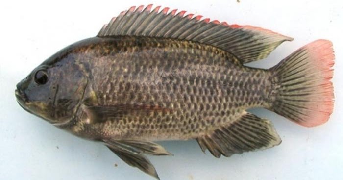 Klasifikasi Ilmiah Ikan Mujair