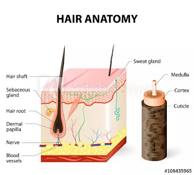 Hair Follicle Function Hair Follicle Function