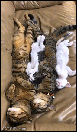 Cute Kitten GIF • Epic napping party. The whole family is exhausted. Zzzz...Zzzz...Zzzz.. Cute Kitten GIF • Epic napping party. The whole family is exhausted. Zzzz...Zzzz...Zzzz..