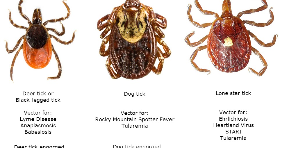 KENTUCKY HEALTH NEWS Tick season has arrived in Ky.; here are the most