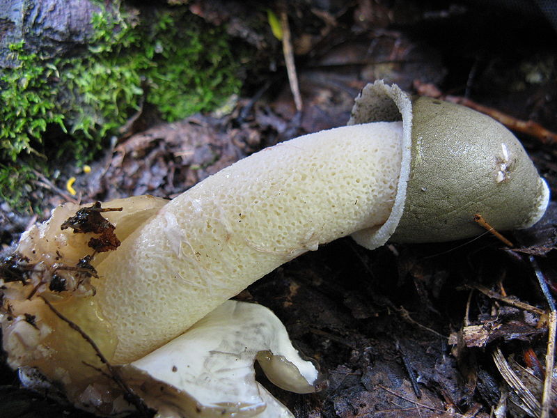 Penis Fungi 107