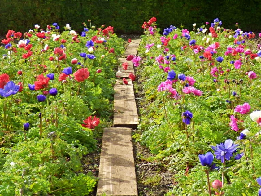 Mike's Cornwall 22 Cornwall Flower Photos