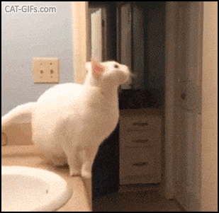 Cat Fail GIF • Epic jump fail in the bathroom • Wait, I can do it...SHIT! • At least you tried ,haha Cat Fail GIF • Epic jump fail in the bathroom • Wait, I can do it...SHIT! • At least you tried ,haha