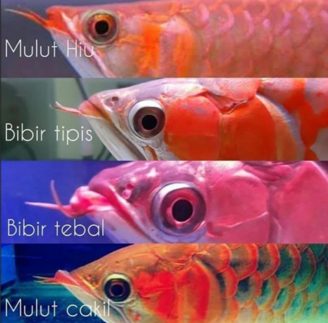 4 Tipe Mulut Ikan Arwana 4 Tipe Mulut Ikan Arwana