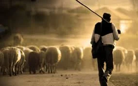 Pastor de ovejas, apasentando ovejas