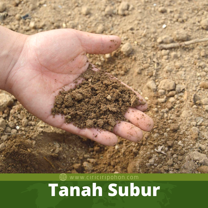 Tanah Subur