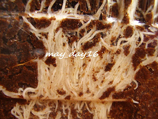 Alimentos Vivos: GUSANO BLANCO