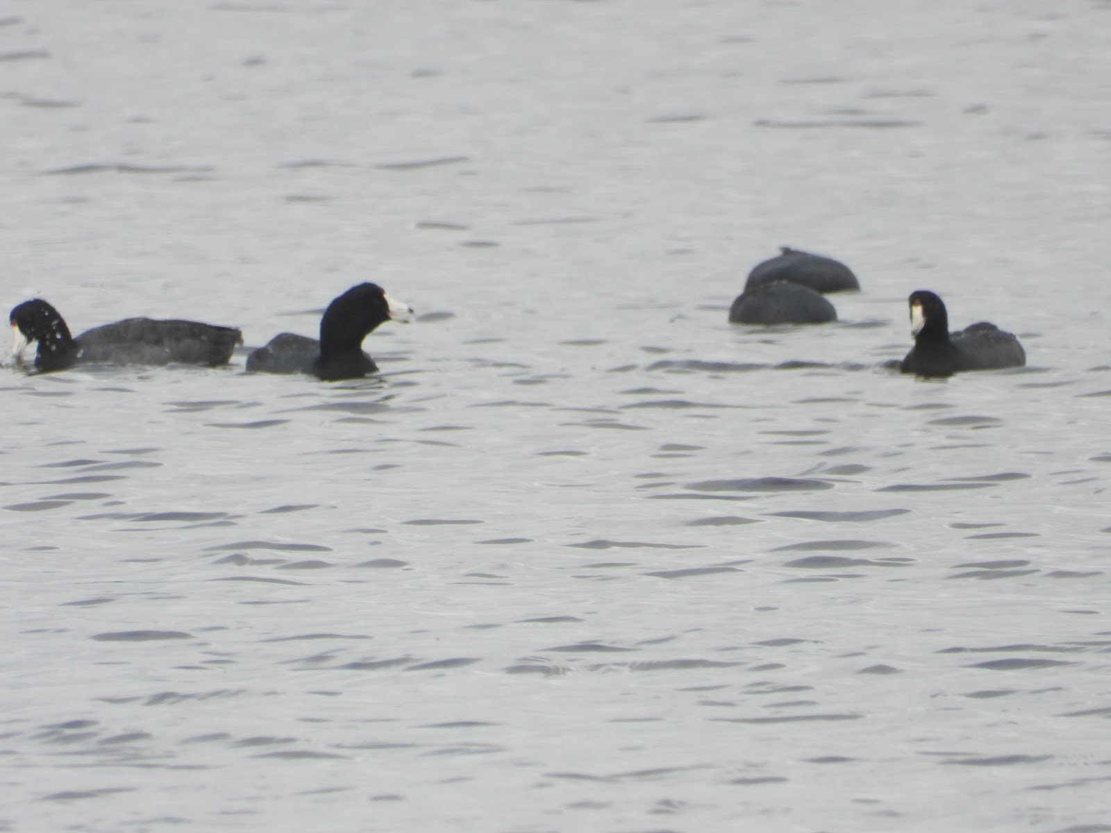 Bird & Travel Photos, Birding Sites, Bird Information AMERICAN COOTS