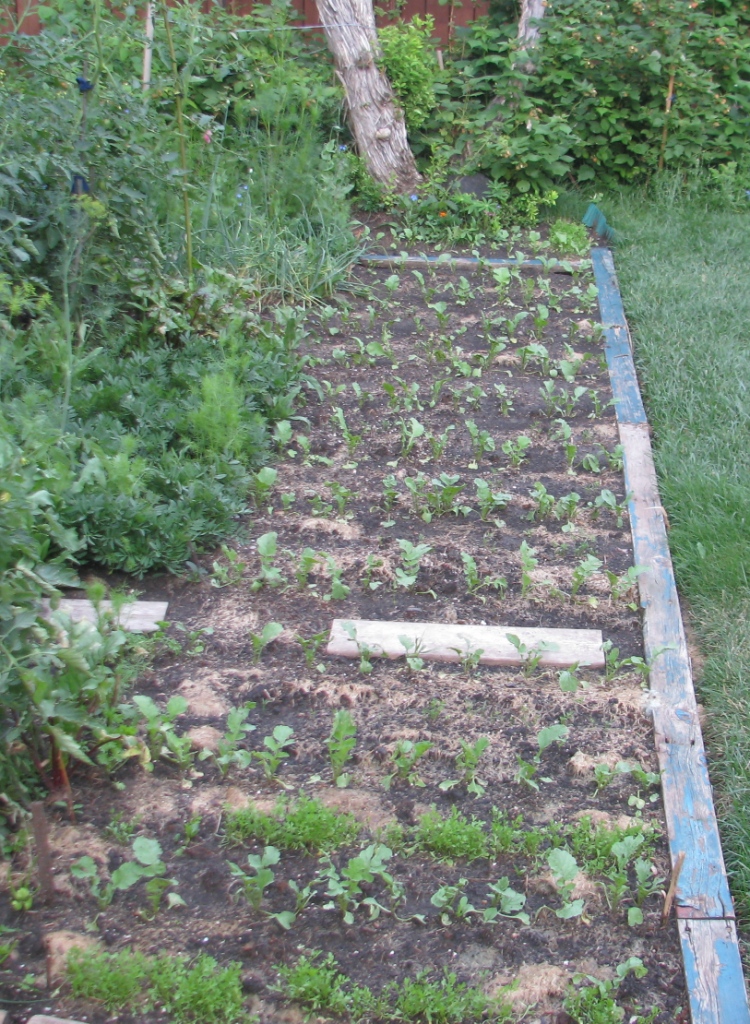 Round Black Spanish Radish Черная редька Bolting in progress and