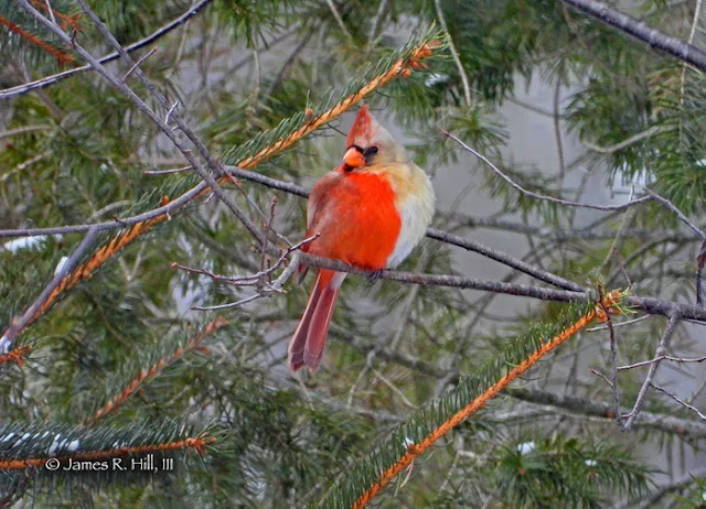 Captan a un raro cardenal mitad macho mitad hembra en Pensilvania